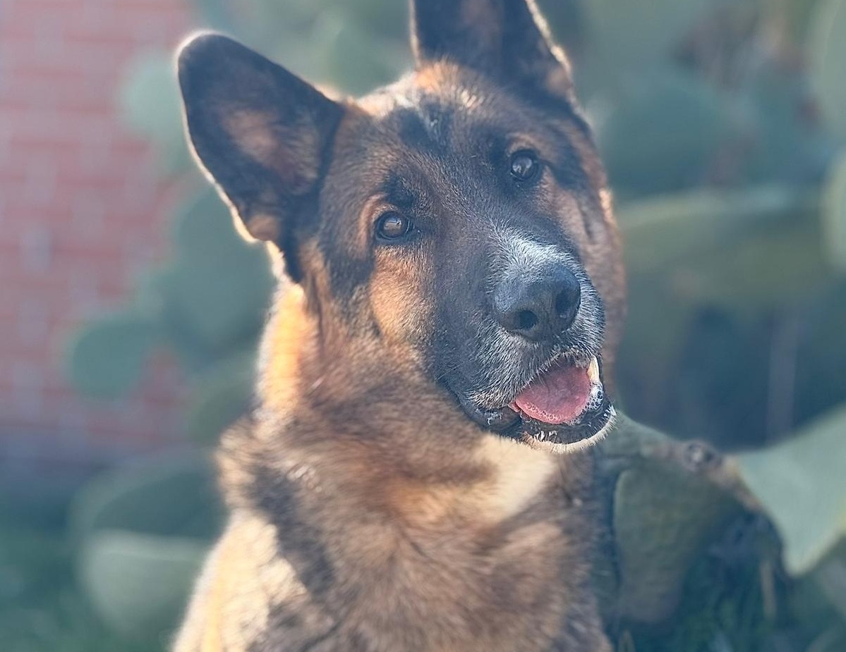 Sorpresa, perro en adopción