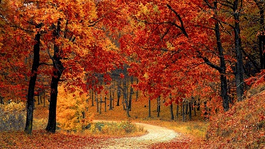 Bosque en otoño