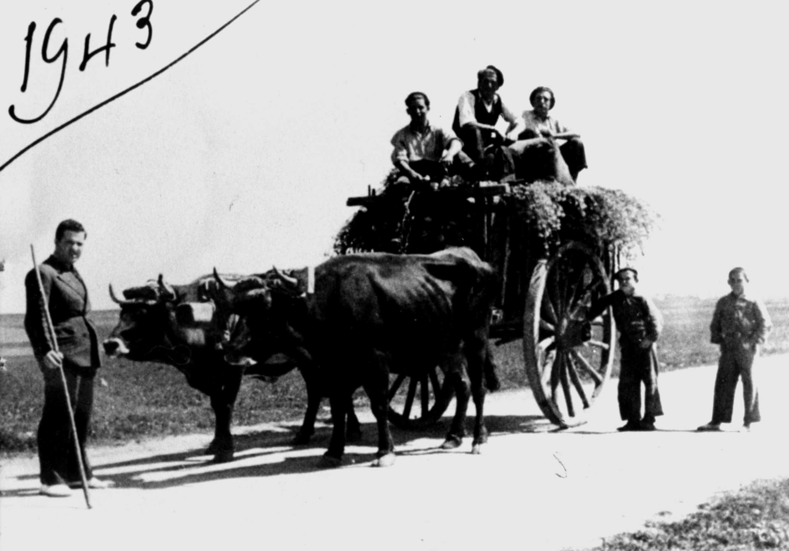 Hombres sobre un carro de bueyes en 1943