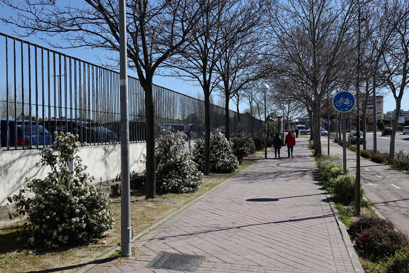 Plantacion de medio millar de nuevos arboles en la ciudad 18022025